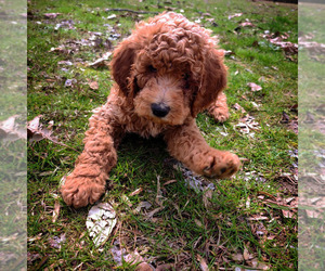 Poodle (Standard) Puppy for sale in GEORGETOWN, TN, USA