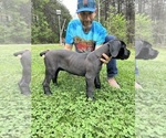 Small Photo #10 Cane Corso Puppy For Sale in RURAL HALL, NC, USA