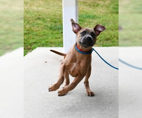 Medium Photo #3 American Pit Bull Terrier Puppy For Sale in Glen Allen, VA, USA