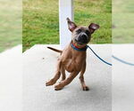 Small #2 American Pit Bull Terrier