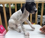 Small #4 English Setter-German Shorthaired Pointer Mix