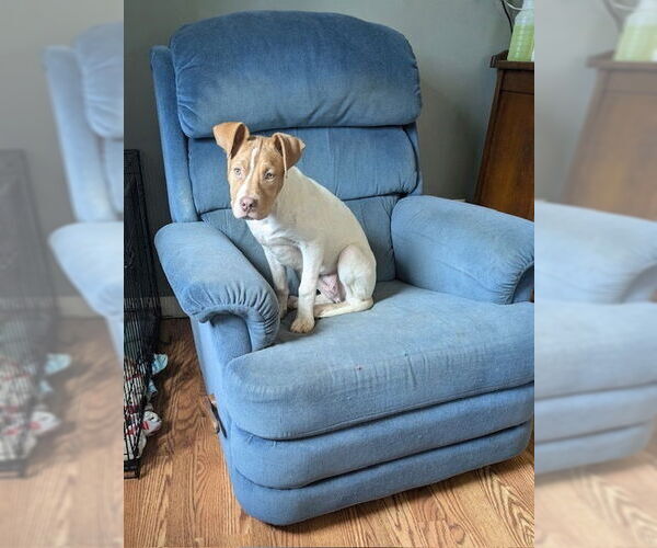 Medium Photo #3 American Pit Bull Terrier-Unknown Mix Puppy For Sale in Brewster, NY, USA