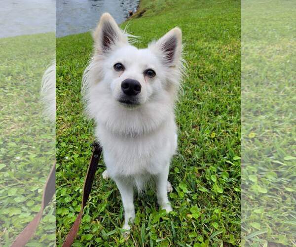 Medium Photo #5 American Eskimo Dog Puppy For Sale in Pikesville, MD, USA