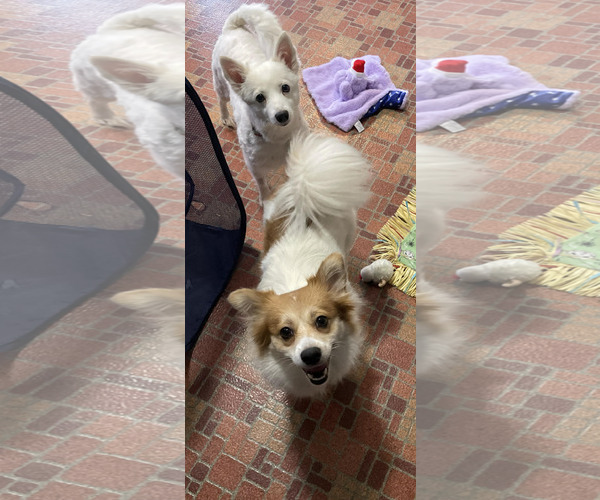 Medium Photo #2 American Eskimo Dog-Unknown Mix Puppy For Sale in Plainfield, IL, USA