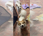 Small #1 American Eskimo Dog Mix