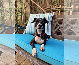Wendy - Female Italian Greyhuahua Dog for Adoption - Photo #5