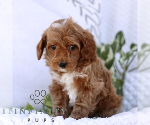 Medium Photo #3 Cavapoo (Miniature) Puppy For Sale in ELIZABETHTOWN, PA, USA
