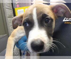 Mutt Dogs for adoption in Tulsa, OK, USA