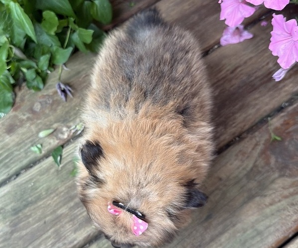 Medium Photo #6 Pomeranian Puppy For Sale in ATHENS, WI, USA