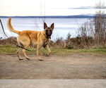 Small #3 German Shepherd Dog Mix
