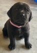 Small Photo #14 Goldmaraner Puppy For Sale in VALDOSTA, GA, USA