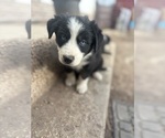 Puppy Panda Border-Aussie