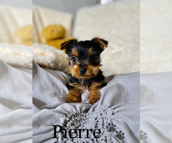 Medium Photo #1 Yorkshire Terrier Puppy For Sale in COOKEVILLE, TN, USA