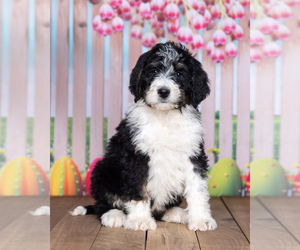 Bernedoodle Puppy for sale in NORTH ADAMS, MI, USA