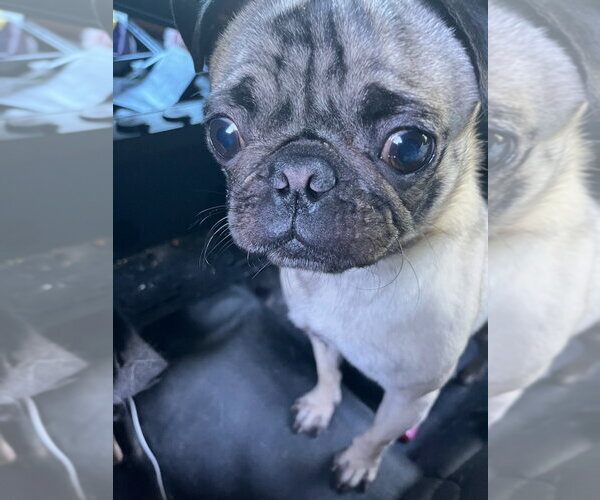 Medium Photo #3 Pug Puppy For Sale in Stephens City, VA, USA