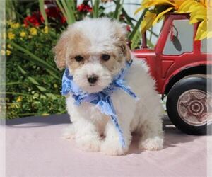 Maltese-Poodle (Toy) Mix Puppy for sale in ORO VALLEY, AZ, USA