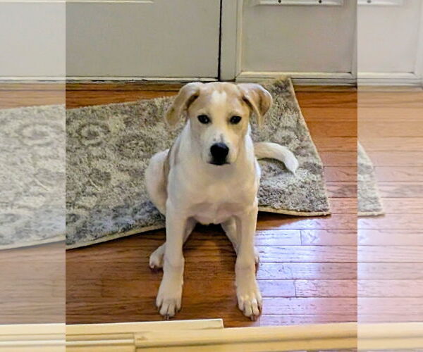 Medium Photo #2 American Pit Bull Terrier-Unknown Mix Puppy For Sale in Germantown, OH, USA