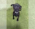 Small #4 Pug Mix