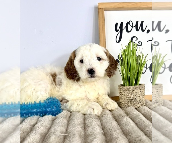 Medium Photo #1 Goldendoodle (Miniature) Puppy For Sale in GREENFIELD, IN, USA