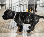 Small Photo #4 Cane Corso Puppy For Sale in DUBUQUE, IA, USA