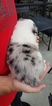 Small Photo #4 Australian Shepherd Puppy For Sale in RIVERBANK, CA, USA