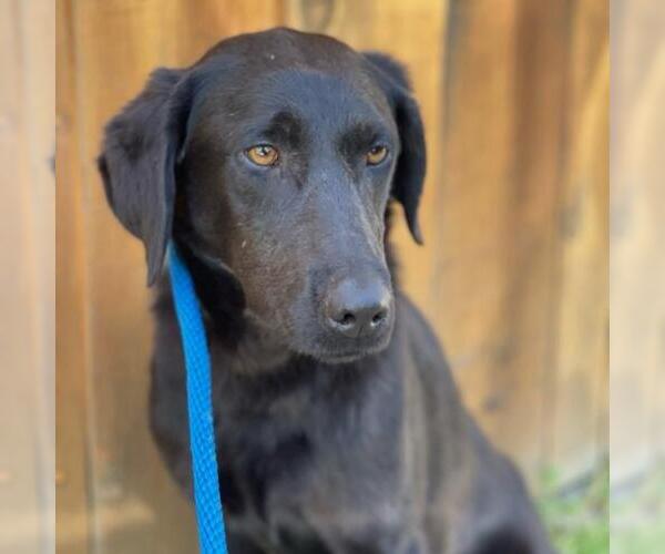 Medium Photo #7 Labrador Retriever-Unknown Mix Puppy For Sale in San Diego, CA, USA
