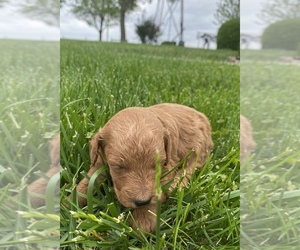 Goldendoodle (Miniature) Puppy for sale in ARCOLA, IL, USA