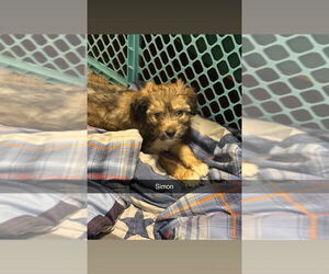 Border Collie-Maltese Mix Dogs for adoption in Aurora, IN, USA