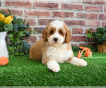 Small Photo #7 Goldendoodle mix (+ Poodle Miniature) Puppy For Sale in SYRACUSE, IN, USA