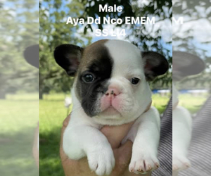 French Bulldog Puppy for Sale in GREENVILLE, Florida USA