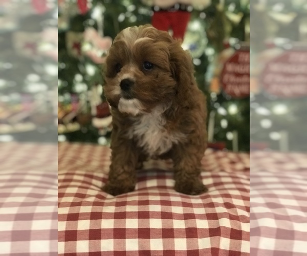 Full screen Photo #7 Cavapoo Puppy For Sale in BOWLING GREEN, KY, USA