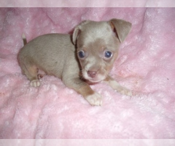 Medium Photo #1 Chihuahua Puppy For Sale in JACKSON, MS, USA