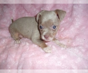 Chihuahua Puppy for sale in JACKSON, MS, USA