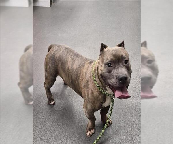 Medium Photo #1 American Staffordshire Terrier Puppy For Sale in Corpus Christi, TX, USA
