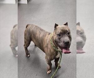 American Staffordshire Terrier Dogs for adoption in Corpus Christi, TX, USA