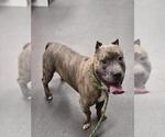 Small American Staffordshire Terrier