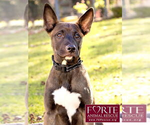 Spirit - Female Border Collie-Unknown Mix Dog for Adoption - Photo #6