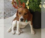 Small Photo #1 Beaglier Puppy For Sale in PRESTON, MD, USA