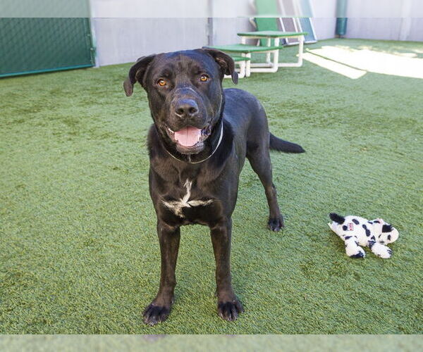 Medium Photo #3 Labrador Retriever Puppy For Sale in Pasadena, CA, USA