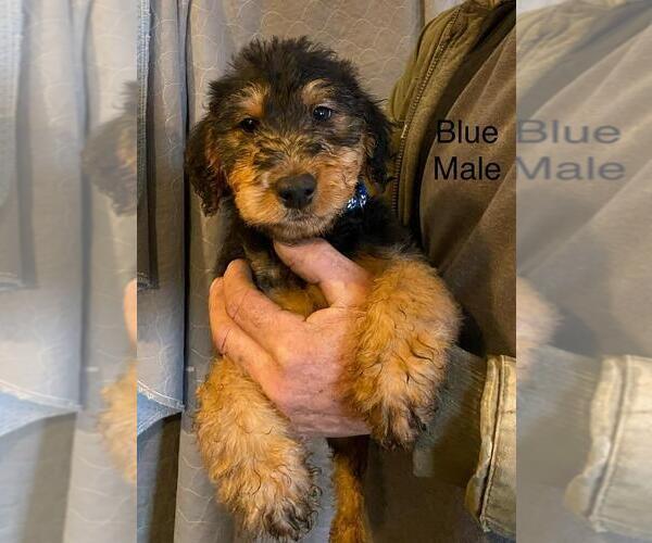 Medium Photo #1 Airedale Terrier Puppy For Sale in STEEDMAN, MO, USA