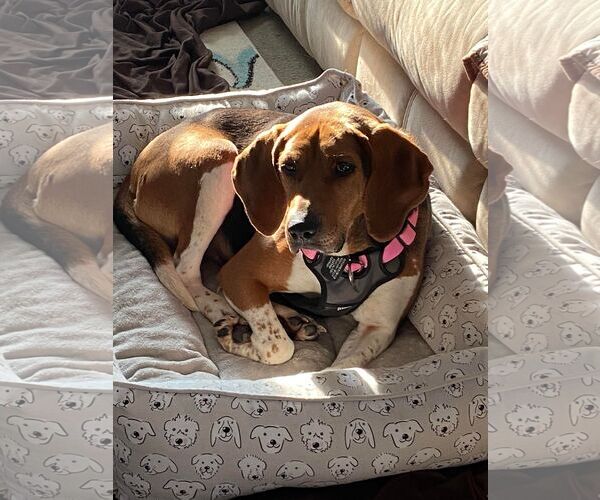 Medium Photo #2 Mutt Puppy For Sale in Shelburne, VT, USA