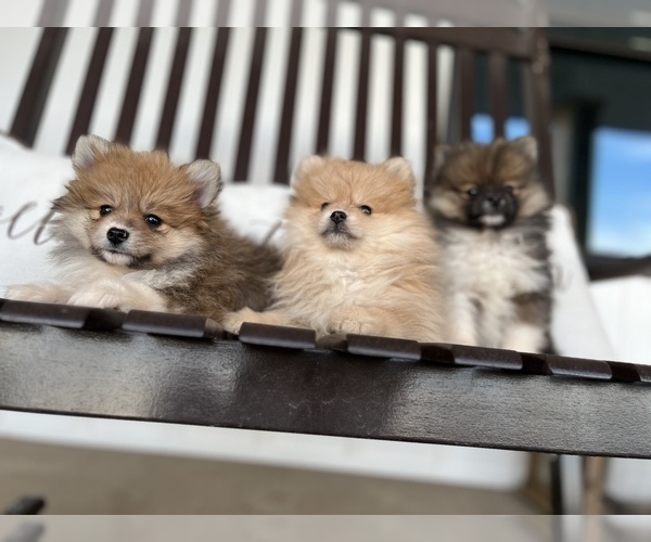 View Ad Pomeranian Litter of Puppies for Sale near Illinois, ODIN, USA