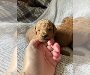 Goldendoodle-Unknown Mix Puppy for sale in UNION, IA, USA