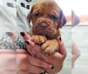 Dogue de Bordeaux Puppy for sale in CHAMPLAIN, NY, USA
