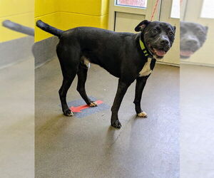 Labrador Retriever-Unknown Mix Dogs for adoption in Forestville, MD, USA