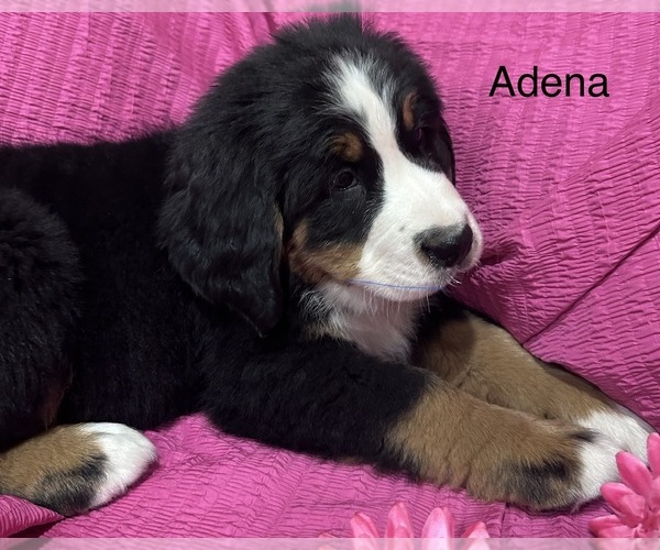 Medium Photo #12 Bernese Mountain Dog Puppy For Sale in SHERIDAN, MI, USA