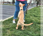Small #4 Labrador Retriever Mix