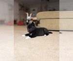 Small #2 Siberian Husky
