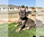 Small #1 French Bulldog