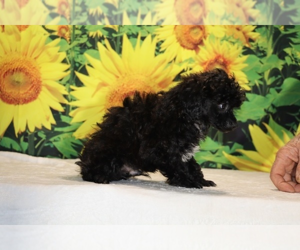 Medium Photo #37 Poodle (Toy) Puppy For Sale in DYERSBURG, TN, USA
